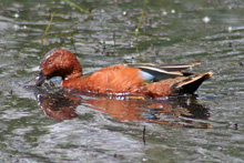 Cinnamon Teal